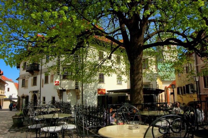 Homanova hiša in znamenita lipa